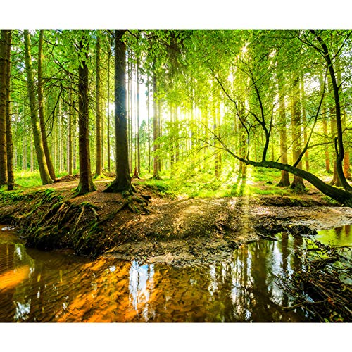 decomonkey Fototapete Wald 300x210 cm XXL Tapete Wandbild Bild Fototapeten Tapeten Wandtapete Wand Schlafzimmer Wohnzimmer Natur Landschaft Baum von decomonkey