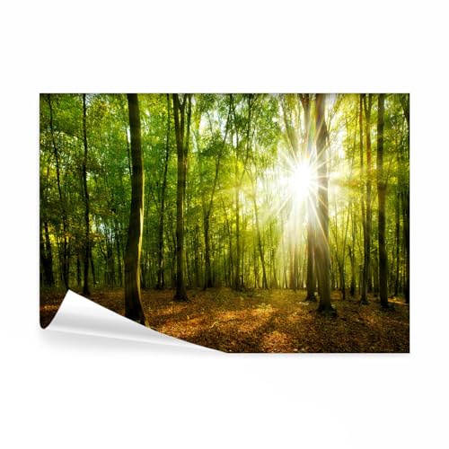 decomonkey Fototapete Wald 250x175 cm Tapete Fototapeten Vlies Tapeten Vliestapete Wandtapete moderne Wand Wandbild Schlafzimmer Wohnzimmer Baum Natur Landschaft Pflanzen Grün von decomonkey