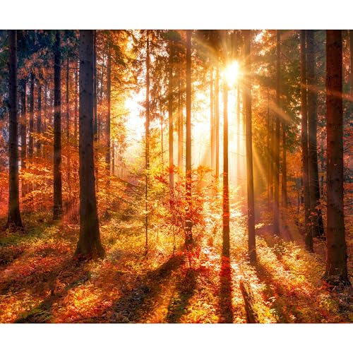 decomonkey Premium Fototapete Wald 350x256 cm XXL Tapete Wandbild Wandbild Bild Fototapete Tapeten Wandtapete Wandtapete Herbst Natur Landschaft von decomonkey