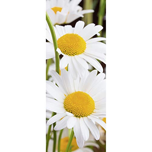 Textilbanner mit Margeriten (Displaybanner) 100% Polyester Motivbanner von Props4shows