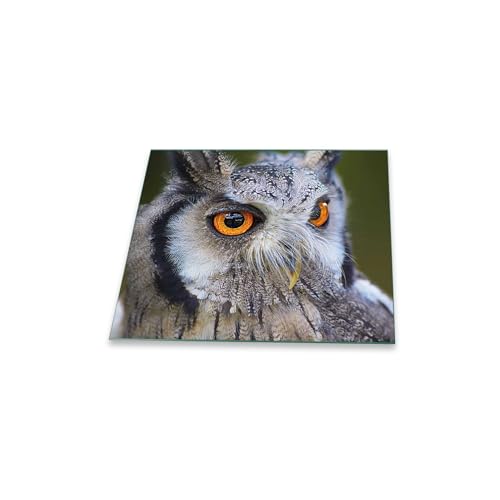 decorwelt | Herdabdeckplatte 60x52 cm Ceranfeld 1-Teilig Universal Elektroherd Induktion für Kochplatten Herdschutz Deko Schneidebrett Sicherheitsglas Spritzschutz Glas Eule Beige Vogel von decorwelt
