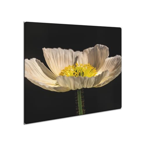 decorwelt | Herdabdeckplatte Glas 60x52 cm Ceranfeld Abdeckung Spritzschutz Abdeckplatte rutschfest Ceranfeldabdeckung Küche Natur von decorwelt