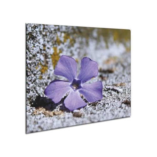 decorwelt | Herdabdeckplatte Glas 60x52 cm Ceranfeld Abdeckung Spritzschutz Abdeckplatte rutschfest Ceranfeldabdeckung Küche Natur von decorwelt