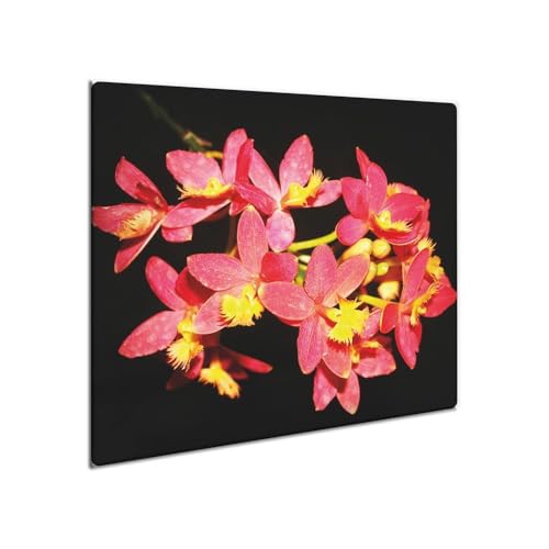 decorwelt | Herdabdeckplatte Glas 60x52 cm Ceranfeld Abdeckung Spritzschutz Abdeckplatte rutschfest Ceranfeldabdeckung Küche Pink Natur decorwelt | Herdabdeckplatte Glas 60x52 cm Ceranfeld Abdeckung Spritzschutz Abdeckplatte rutschfest Ceranfeldabdeckung Küche Pink Natur von decorwelt