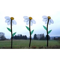 Blumen 3 Stück Margerite Transparente Fensterdeko Frühlingsdeko von dekosterne