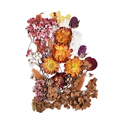 delr Gepresste getrocknete Blumen | Bunte getrocknete Blumen für Harzformen - Natürliche Kräuter Kit für getrocknete Blumen 10 Farben für Fotoalbum Rahmen Dekoration Kerzen Harz Formen delr Gepresste getrocknete Blumen | Bunte getrocknete Blumen für Harzformen - Natürliche Kräuter Kit für getrocknete Blumen 10 Farben für Fotoalbum Rahmen Dekoration Kerzen Harz Formen von delr