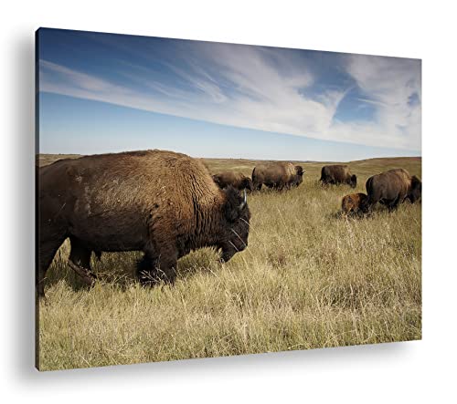 Bison Herde in der Steppe Format: 80x60 als Leinwandbild, Motiv fertig gerahmt auf Echtholzrahmen, Hochwertiger Digitaldruck mit Rahmen, Kein Poster oder Plakat Bison Herde in der Steppe Format: 80x60 als Leinwandbild, Motiv fertig gerahmt auf Echtholzrahmen, Hochwertiger Digitaldruck mit Rahmen, Kein Poster oder Plakat von deyoli