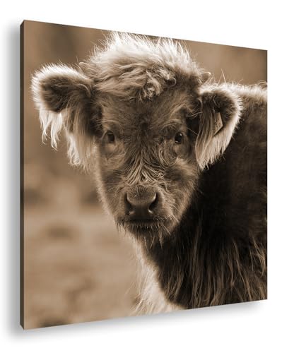 Ein junges, flauschiges Kalb schaut neugierig in die Welt, das Herbstlaub leuchtet sanft im Hintergrund. Format:40x40cm Effekt:Sepia als Leinwandbild, gerahmt auf Echtholzrahmen,Digitaldruck von deyoli