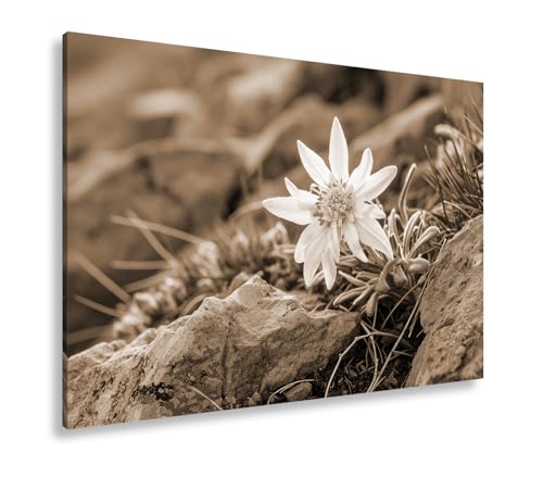 Leinwandbild Edelweiß – zarte Stärke zwischen schroffen Felsen Format: 100x70cm Effekt: Sepia XXL Kunstdruck Bild auf Keilrahmen/Wandbild/Wohnzimmer Dekoration Leinwandbild Edelweiß – zarte Stärke zwischen schroffen Felsen Format: 100x70cm Effekt: Sepia XXL Kunstdruck Bild auf Keilrahmen/Wandbild/Wohnzimmer Dekoration von deyoli