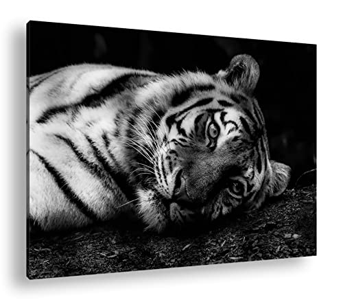 deyoli Tiger in der Ruhephase Format: 80x60 als Leinwand, Effekt: Schwarz&Weiß, Motiv fertig gerahmt auf Echtholzrahmen, Hochwertiger Digitaldruck, Kein Poster oder Plakat von deyoli