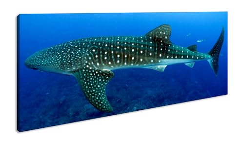 Walhai im weitem Ozean Panorama 120x60 cm als Leinwandbild, Motiv fertig gerahmt auf Echtholzrahmen, Hochwertiger Digitaldruck mit Rahmen von deyoli