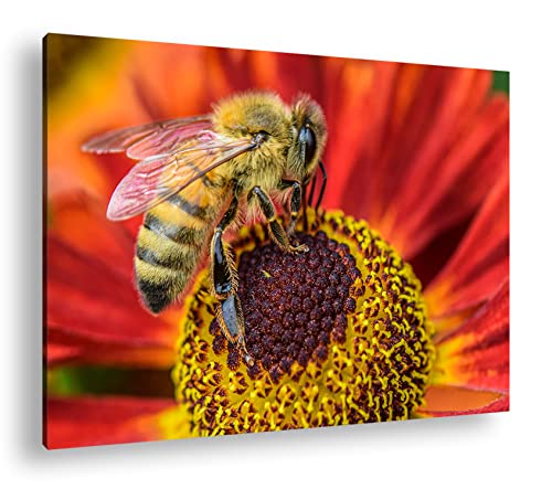 deyoli Biene beim Pollen sammeln Format: 120x80 als Leinwandbild, Motiv fertig gerahmt auf Echtholzrahmen, Hochwertiger Digitaldruck, Kein Poster oder Plakat von deyoli