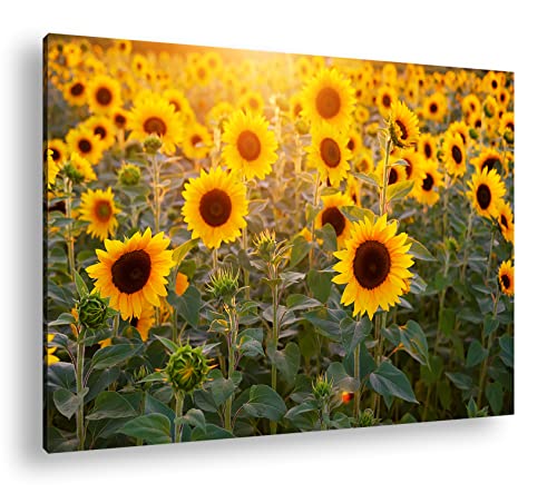 deyoli Ein Feld voller Sonnenblumen Format: 80x60 als Leinwand, Motiv fertig gerahmt auf Echtholzrahmen, Hochwertiger Digitaldruck mit Rahmen, Kein Poster oder Plakat von deyoli