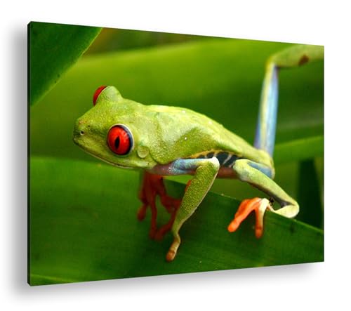 deyoli Exotischer Grüner Frosch mit roten Augen Format:90x60 cm als Leinwandbild, Motiv fertig gerahmt auf Echtholzrahmen, Hochwertiger Digitaldruck mit Rahmen von deyoli