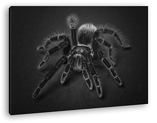 deyoli Haarige Vogelspinne Format: 100x70 Effekt: Schwarz/Weiß als Leinwandbild, Motiv fertig gerahmt auf Echtholzrahmen, Hochwertiger Digitaldruck mit Rahmen, Kein Poster oder Plakat von deyoli