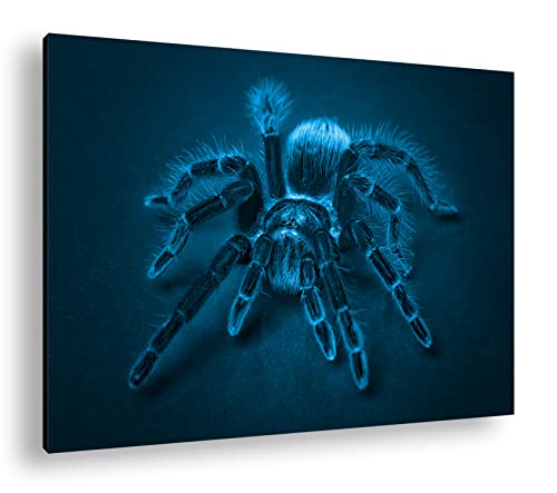deyoli Haarige Vogelspinne Format: 60x40 Effekt: Monocrome Blau als Leinwandbild, Motiv fertig gerahmt auf Echtholzrahmen, Hochwertiger Digitaldruck mit Rahmen von deyoli