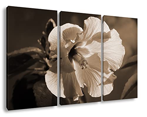 deyoli Hibiskus Blumenblütte Format: 3Teilig Effekt: Sepia als Leinwandbild, Motiv fertig gerahmt auf Echtholzrahmen, Hochwertiger Digitaldruck, Kein Poster oder Plakat von deyoli