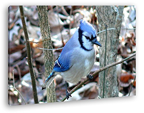 deyoli Hübscher Blauer Vogel auf einem AST Format: 80x60 als Leinwandbild, Motiv fertig gerahmt auf Echtholzrahmen, Hochwertiger Digitaldruck mit Rahmen, Kein Poster oder Plakat von deyoli