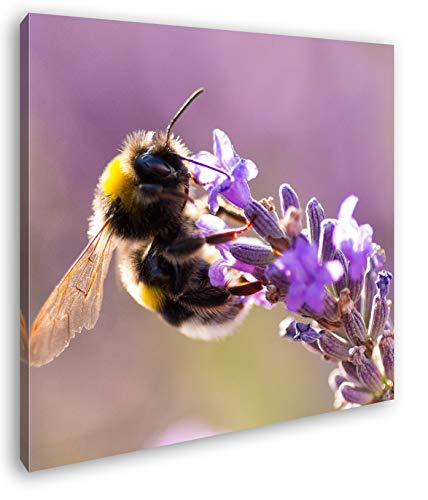 deyoli Hummel auf Einer Lavendel Blüte Format: 60x60 als Leinwandbild, Motiv fertig gerahmt auf Echtholzrahmen, Hochwertiger Digitaldruck mit Rahmen, Kein Poster oder Plakat von deyoli