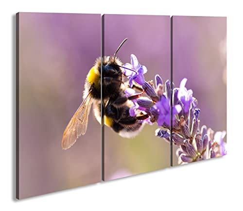 deyoli Hummel auf einer Lavendel Blüte im Format: 3-teilig 120x80 als Leinwandbild, Motiv fertig gerahmt auf Echtholzrahmen, Hochwertiger Digitaldruck mit Rahmen, Kein Poster oder Plakat von deyoli