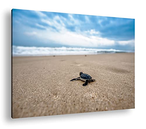 deyoli Kleine gestrandete Schildkröte Format: 60x40 als Leinwand, Motiv fertig gerahmt auf Echtholzrahmen, Hochwertiger Digitaldruck mit Rahmen, Kein Poster oder Plakat von deyoli