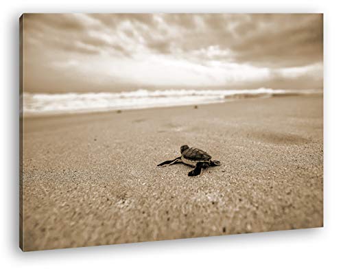 deyoli Kleine gestrandete Schildkröte Format: 80x60 Effekt: Sepia als Leinwand, Motiv fertig gerahmt auf Echtholzrahmen, Hochwertiger Digitaldruck mit Rahmen, Kein Poster oder Plakat von deyoli