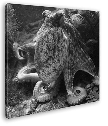 deyoli Oktopus am Korallenriff Format: 60x60 Effekt: Schwarz&Weiß als Leinwandbild, Motiv auf Echtholzrahmen, Hochwertiger Digitaldruck mit Rahmen, Kein Poster oder Plakat von deyoli