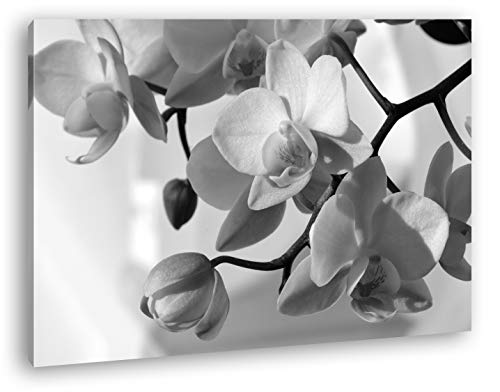 deyoli Orchideen Blüten Format: 80x60 Effekt: Schwarz&Weiß als Leinwandbild, Motiv fertig gerahmt auf Echtholzrahmen, Hochwertiger Digitaldruck mit Rahmen, Kein Poster oder Plakat von deyoli