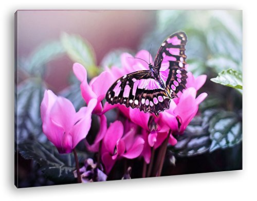 deyoli Pinker Schmetterling Format: 60x40 als Leinwandbild, Motiv fertig gerahmt auf Echtholzrahmen, Hochwertiger Digitaldruck mit Rahmen, Kein Poster oder Plakat von deyoli