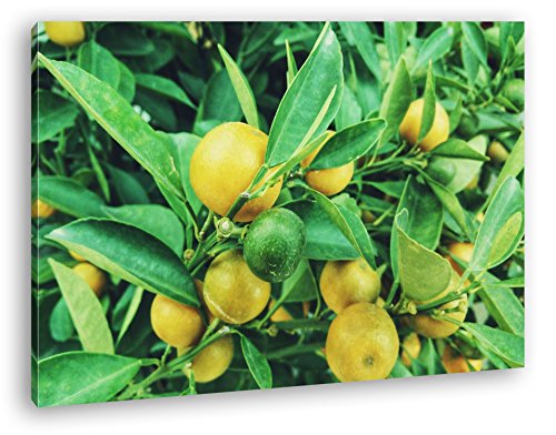 deyoli Reife Zitronen am Baum Format: 120x80 als Leinwand, Motiv fertig gerahmt auf Echtholzrahmen, Hochwertiger Digitaldruck mit Rahmen, Kein Poster oder Plakat deyoli Reife Zitronen am Baum Format: 120x80 als Leinwand, Motiv fertig gerahmt auf Echtholzrahmen, Hochwertiger Digitaldruck mit Rahmen, Kein Poster oder Plakat von deyoli
