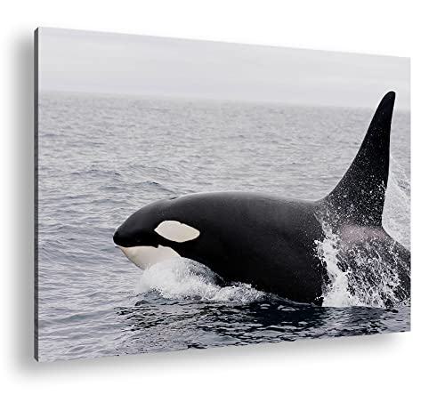 deyoli edler Orca Format: 120x80 als Leinwand, Motiv fertig gerahmt auf Echtholzrahmen, Hochwertiger Digitaldruck mit Rahmen, Kein Poster oder Plakat deyoli edler Orca Format: 120x80 als Leinwand, Motiv fertig gerahmt auf Echtholzrahmen, Hochwertiger Digitaldruck mit Rahmen, Kein Poster oder Plakat von deyoli