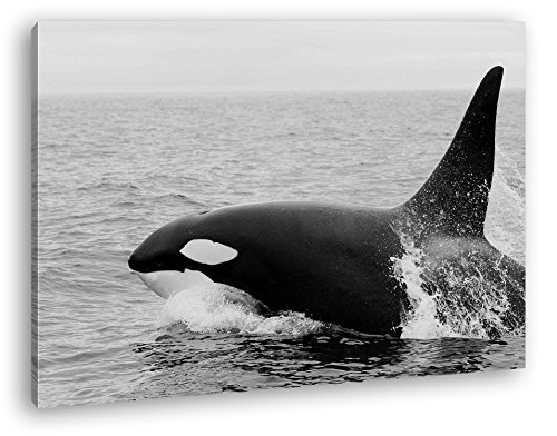 deyoli edler Orca Format: 80x60 Effekt: Schwarz/Weiß als Leinwand, Motiv fertig gerahmt auf Echtholzrahmen, Hochwertiger Digitaldruck mit Rahmen, Kein Poster oder Plakat von deyoli