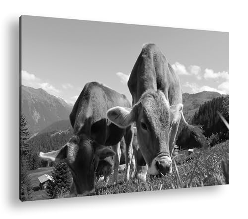 deyoli friedliche Kühe auf einer Weide in Österreich Effekt: Schwarz/Weiß im Format: 80x60 als Leinwandbild, Motiv auf Echtholzrahmen, Hochwertiger Digitaldruck mit Rahmen, Kein Poster von deyoli