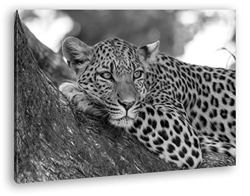 deyoli liegender Leopard Effekt: Schwarz/Weiß im Format: 60x40 als Leinwandbild, Motiv fertig gerahmt auf Echtholzrahmen, Hochwertiger Digitaldruck mit Rahmen, Kein Poster oder Plakat von deyoli