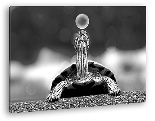 deyoli lustige Schildkröte spielt mit einer Seifenblase Format: 80x60 Effekt: Schwarz/Weiß als Leinwand, Motiv fertig gerahmt auf Echtholzrahmen, Hochwertiger Digitaldruck mit Rahmen von deyoli