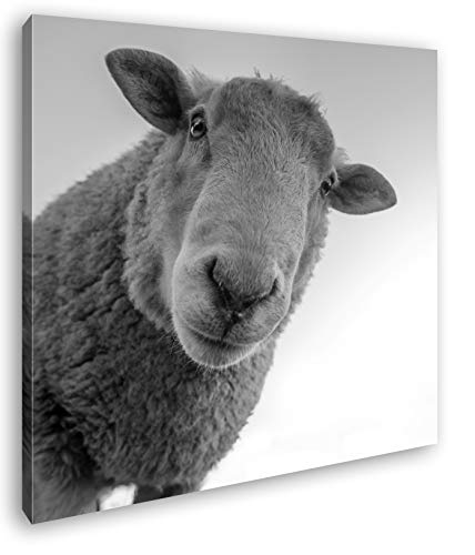 deyoli lustiges Schaf Format: 60x60 Effekt: Schwarz&Weiß als Leinwandbild, Motiv fertig gerahmt auf Echtholzrahmen, Hochwertiger Digitaldruck mit Rahmen, Kein Poster oder Plakat von deyoli