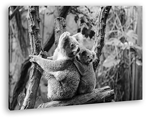deyoli niedliche Koala Mutter mit ihrem Kind Effekt: Schwarz/Weiß Format: 60x40 als Leinwandbild, Motiv fertig gerahmt auf Echtholzrahmen, Hochwertiger Digitaldruck mit Rahmen von deyoli