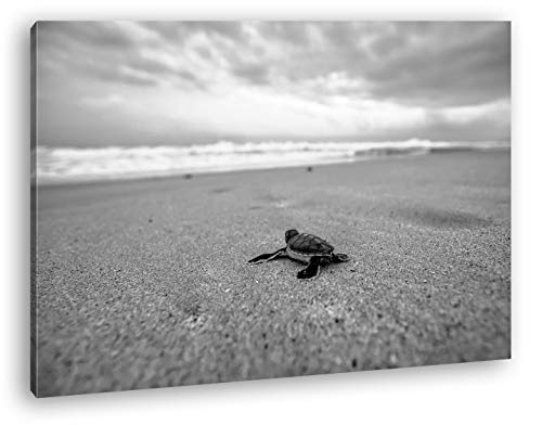 deyoli niedliche kleine Schildkröte Format: 100x70 Effekt: Schwarz&Weiß als Leinwandbild, Motiv fertig gerahmt auf Echtholzrahmen, Hochwertiger Digitaldruck mit Rahmen, Kein Poster oder Plakat von deyoli