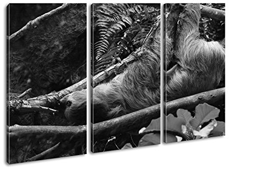 deyoli Leinwandbild Niedliches Faultier im Baum, langsam und liebenswert Format: 120x80cm (3Teilig) Effekt:Schwarz&Weiß XXL Kunstdruck Bild auf Holzrahmen/Wandbild/Wohnzimmer Dekoration deyoli Leinwandbild Niedliches Faultier im Baum, langsam und liebenswert Format: 120x80cm (3Teilig) Effekt:Schwarz&Weiß XXL Kunstdruck Bild auf Holzrahmen/Wandbild/Wohnzimmer Dekoration von deyoli