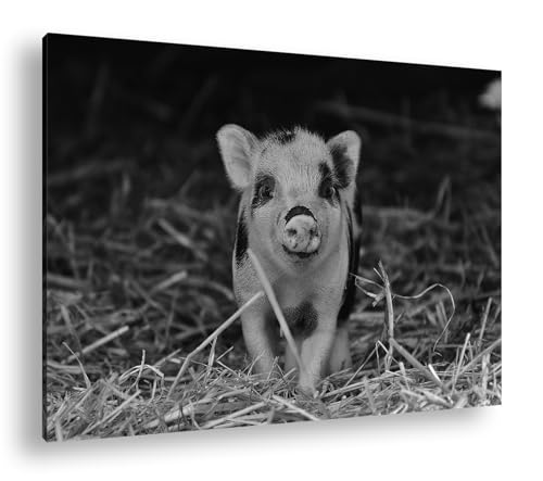 deyoli niedliches Ferkel Effekt: Schwarz/Weiß Format: 60x40 als Leinwandbild, Motiv fertig gerahmt auf Echtholzrahmen, Hochwertiger Digitaldruck mit Rahmen, Kein Poster oder Plakat von deyoli