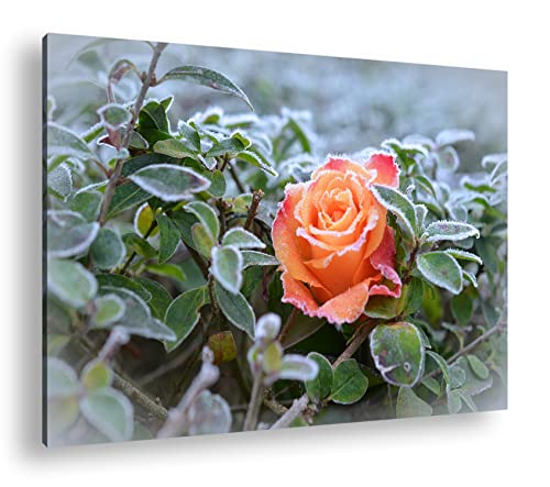 deyoli schöne Rose im Winter im Format: 100x70 als Leinwandbild, Motiv fertig gerahmt auf Echtholzrahmen, Hochwertiger Digitaldruck mit Rahmen, Kein Poster oder Plakat von deyoli