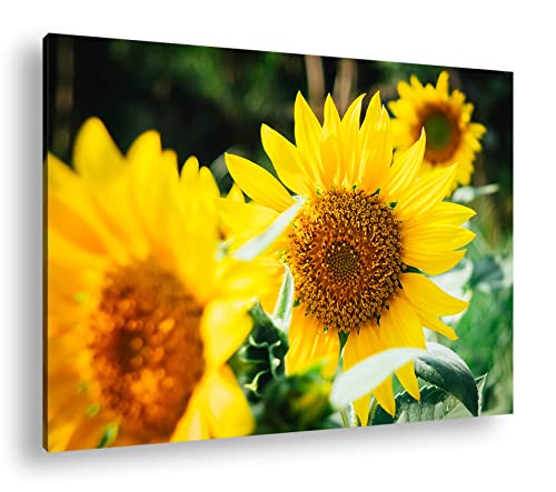 deyoli wunderschöne Sonnenblumen Format: 120x80 als Leinwandbild, Motiv fertig gerahmt auf Echtholzrahmen, Hochwertiger Digitaldruck mit Rahmen, Kein Poster oder Plakat von deyoli