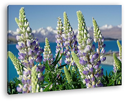 deyoli wunderschöne violette Blumen auf Neuseeland Format: 80x60 als Leinwandbild, Motiv fertig gerahmt auf Echtholzrahmen, Hochwertiger Digitaldruck mit Rahmen, Kein Poster oder Plakat von deyoli