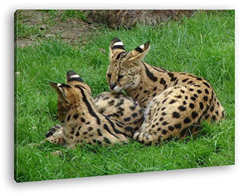 deyoli zwei kuschelnde Servale Felines Katzen Format: 120x80 als Leinwand, Motiv fertig gerahmt auf Echtholzrahmen, Hochwertiger Digitaldruck mit Rahmen, Kein Poster oder Plakat von deyoli