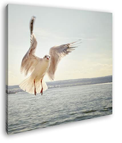 fliegende Möwe über dem Bodensee im Format: 40x40 als Leinwandbild, Motiv fertig gerahmt auf Echtholzrahmen, Hochwertiger Digitaldruck mit Rahmen, Kein Poster oder Plakat fliegende Möwe über dem Bodensee im Format: 40x40 als Leinwandbild, Motiv fertig gerahmt auf Echtholzrahmen, Hochwertiger Digitaldruck mit Rahmen, Kein Poster oder Plakat von deyoli