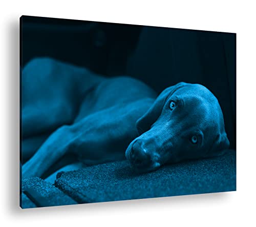 niedlicher treuer Hund auf dem Sofa Format 100x70 Effekt: Monocrome Blau als Leinwandbild, Motiv fertig gerahmt auf Echtholzrahmen, Hochwertiger Digitaldruck mit Rahmen von deyoli