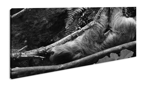 niedliches Faultier im Baum Panorama 60x30 cm Effekt:Schwarz/Weiß als Leinwandbild, Motiv fertig gerahmt auf Echtholzrahmen, Hochwertiger Digitaldruck mit Rahmen von deyoli