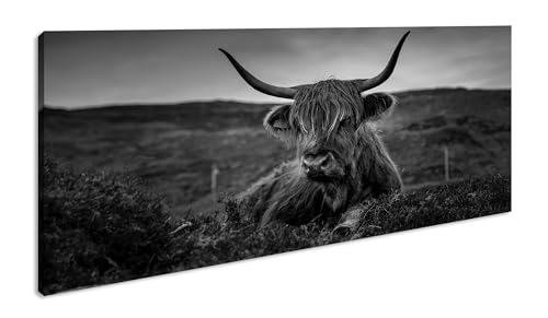 pelziges Rind auf schottischer Landschaft Panorama 120x60 cm Effekt: Schwarz/Weiß als Leinwandbild, Motiv fertig gerahmt auf Echtholzrahmen, Hochwertiger Digitaldruck mit Rahmen von deyoli