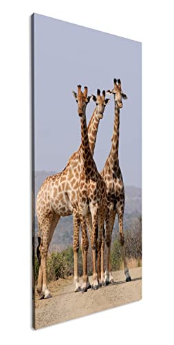 süße Giraffen Panorama 120x60 cm als Leinwandbild, Motiv fertig gerahmt auf Echtholzrahmen, Hochwertiger Digitaldruck mit Rahmen von deyoli