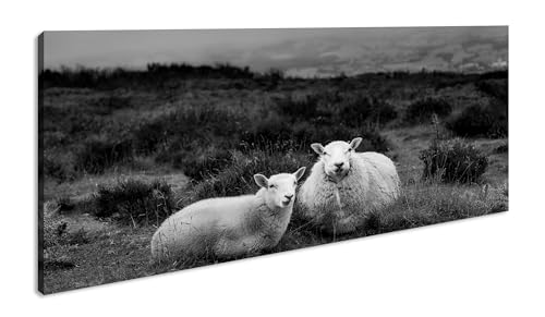 zwei niedliches Schafe Panorama 100x50 cm Effekt: Schwarz/Weiß als Leinwandbild, Motiv fertig gerahmt auf Echtholzrahmen, Hochwertiger Digitaldruck mit Rahmen von deyoli